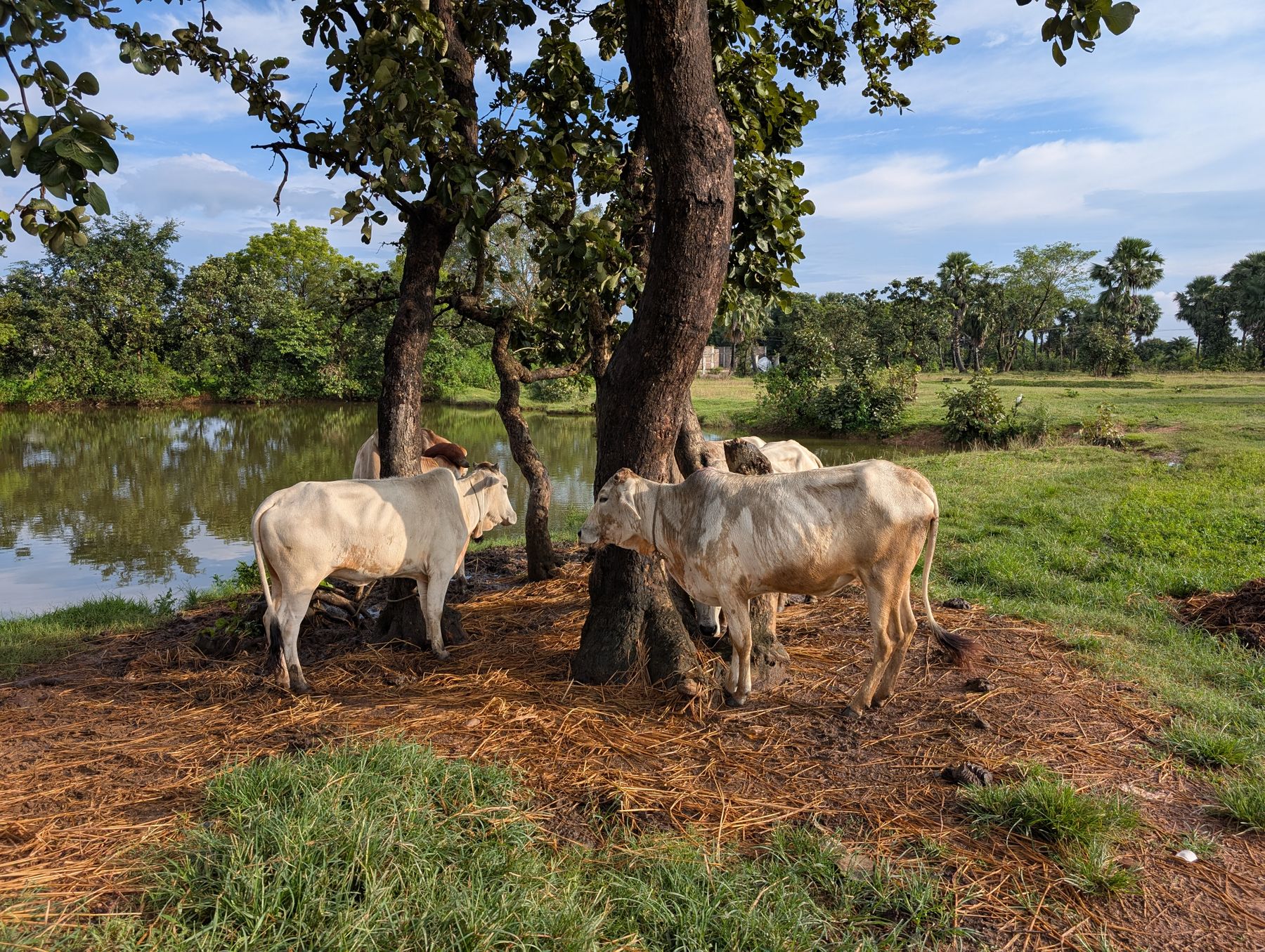 Cattle resting under trees beside a pond in rural India