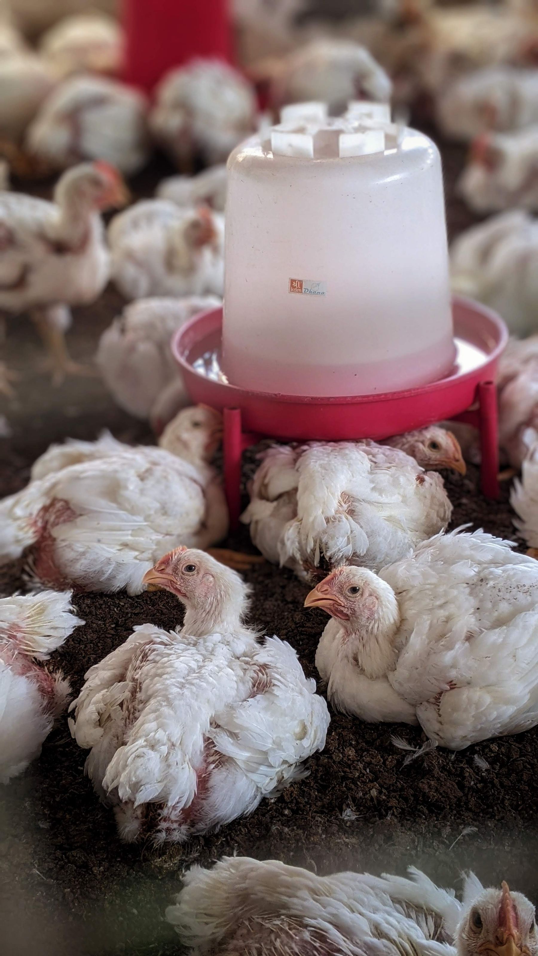Young poultry gathered around a feeder on a farm in India